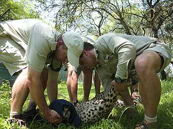 Phinda Homestead: Ranger versorgen betäubten Gepard Phinda Homestead: Ranger versorgen betäubten Gepard