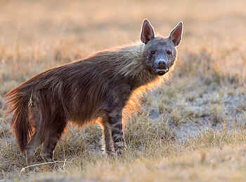 Planet Baobab: Schabrackenhyäne Planet Baobab: Schabrackenhyäne