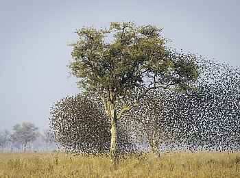 Robin Pope Safaris: Quelea-Schwarm