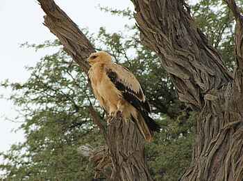 Rooiputs Lodge: Junger Savannenadler