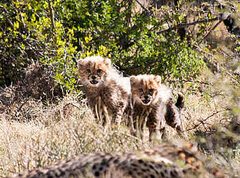 Samara Karoo Lodge: Junge Geparden
