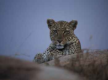 Serian Serengeti Mobile Camp: Leopardin