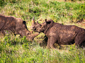 Sirikoi: Nashörner in Bewegung
