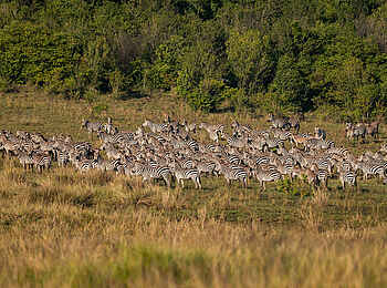 Soroi Private Wing Camp: Zebraherde