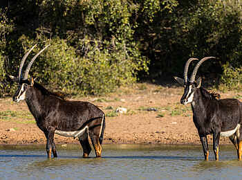 The Motse Tswalu: Säbel Antilopen The Motse Tswalu: Säbel Antilopen