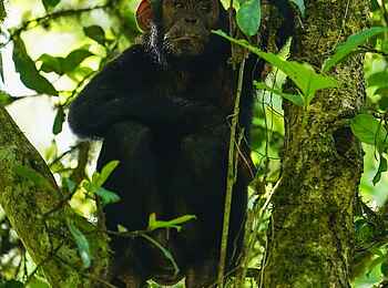 Volcanoes Kibale Lodge: Ein Schimpanse im Baum