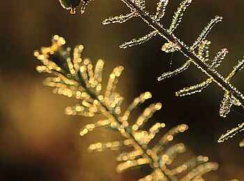 Wasa Lodge: Morgentau