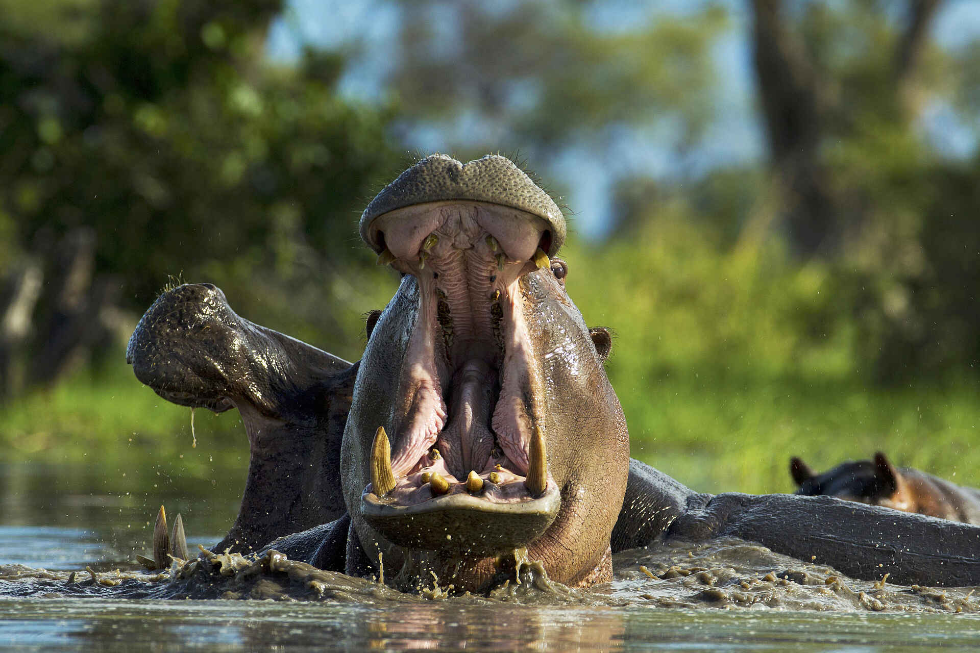 Zarafa Camp: Hippos