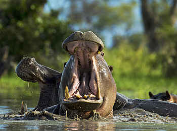 Zarafa Camp: Hippos