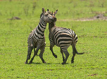 Akagera Game Lodge: Kämpfende Zebras Akagera Game Lodge: Kämpfende Zebras