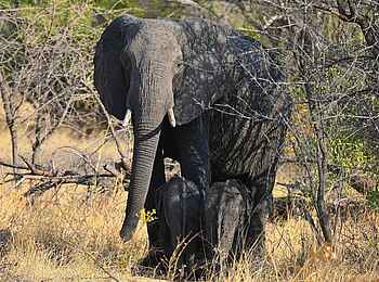 Camp Kuzuma: Elefantenkuh mit Babies Camp Kuzuma: Elefantenkuh mit Babies