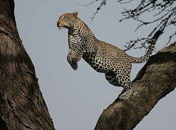 Legendary Mwiba Lodge: Springender Leopard Legendary Mwiba Lodge: Springender Leopard