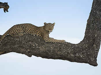Leopard Plains: Leopard im Baum Leopard Plains: Leopard im Baum