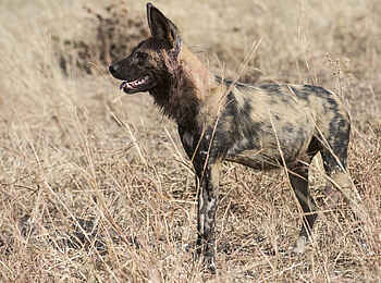 Linyanti Tented Camp: Wildhund Linyanti Tented Camp: Wildhund