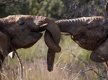 Makweti Safari Lodge: Elefantenfreundschaftsbändchen