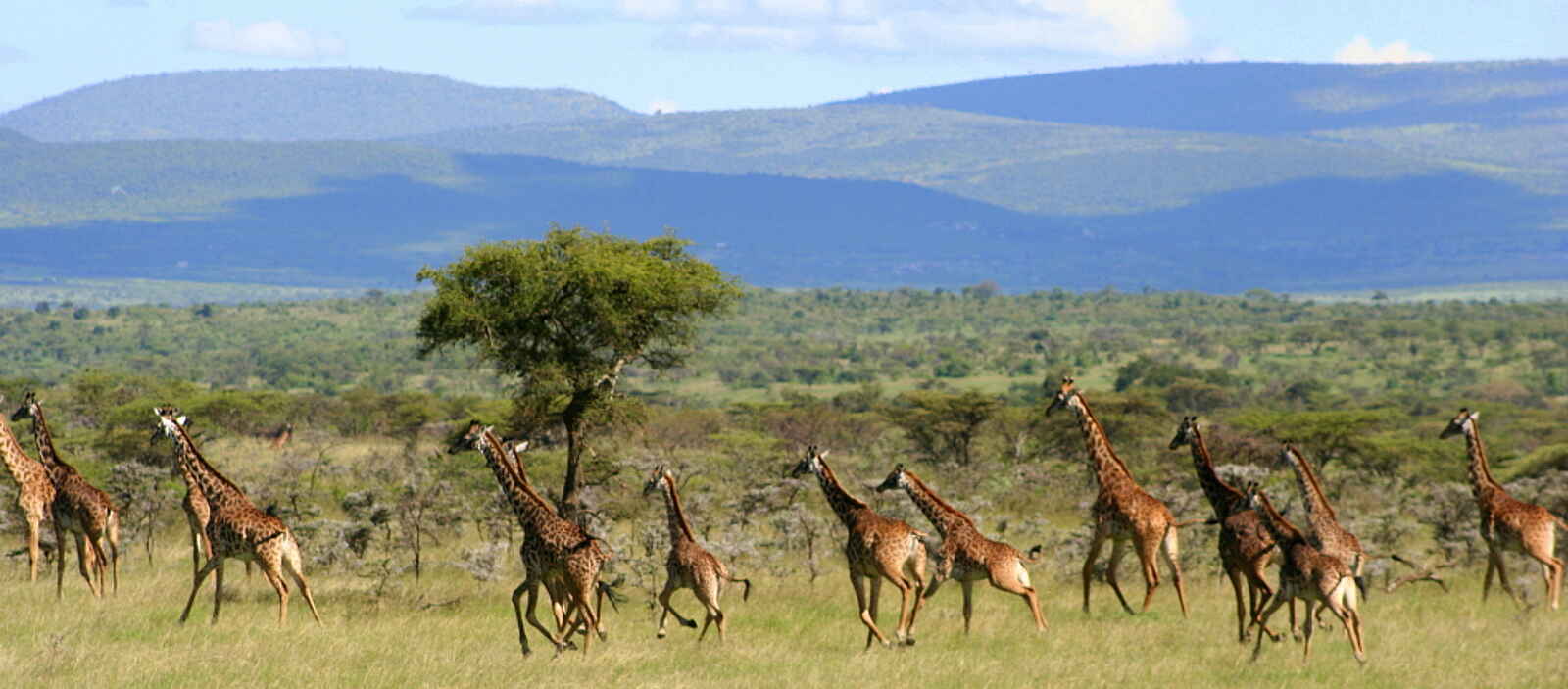 Naboisho Camp: Giraffenherde Naboisho Camp: Giraffenherde