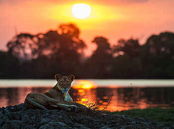 Ntemwa Busanga Bushcamp: Löwendame mit Blick in die Kamera
