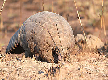 Ntemwa Busanga Bushcamp: Seltenes Schuppentier