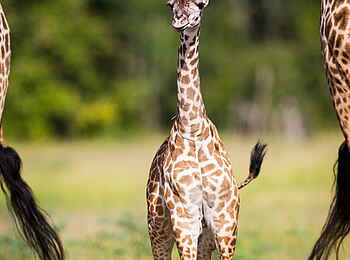 Time + Tide Luwi: Giraffenkleines