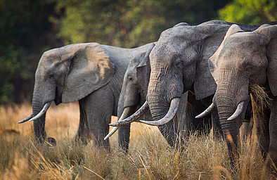 Time + Tide Mchenja: Vier Elefanten