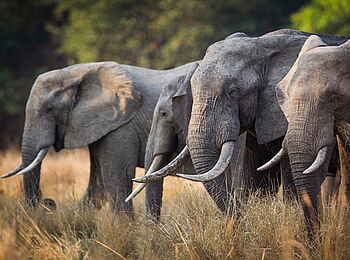 Time + Tide Mchenja: Vier Elefanten