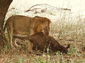 Tusk and Mane Safaris: Löwe mit Büffelkalb Tusk and Mane Safaris: Löwe mit Büffelkalb