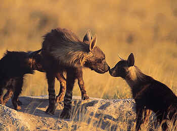 Camp Kalahari: Braune Hyänenwelpen