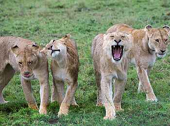 Chaka Camp: Vier Löwinnen