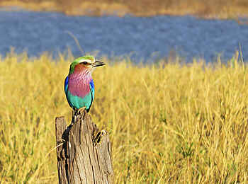 Changa Safari Camp: Eine farbenfrohe Gabelracke Changa Safari Camp: Eine farbenfrohe Gabelracke