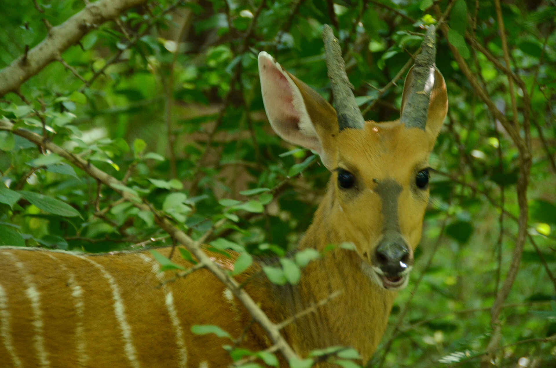 adam young, africa, afrika, Bakwena, bilder, buchen, buchung, Chobe, Chobe Bakwena, Chobe Bakwena Lodge, Chobe National Park, Chobe Nationalpark, Chobe River, information, jenny young, Kazangula, Nachhaltigkeit, Nordbotswana, northern botsuana, Ökologie, reise, reisen, southern africa, südliches afrika, Umweltschutz, urlaub, wasseraktivitäten, antilope, buschbock, fauna, pflanzenfresser, säuger, tiere
