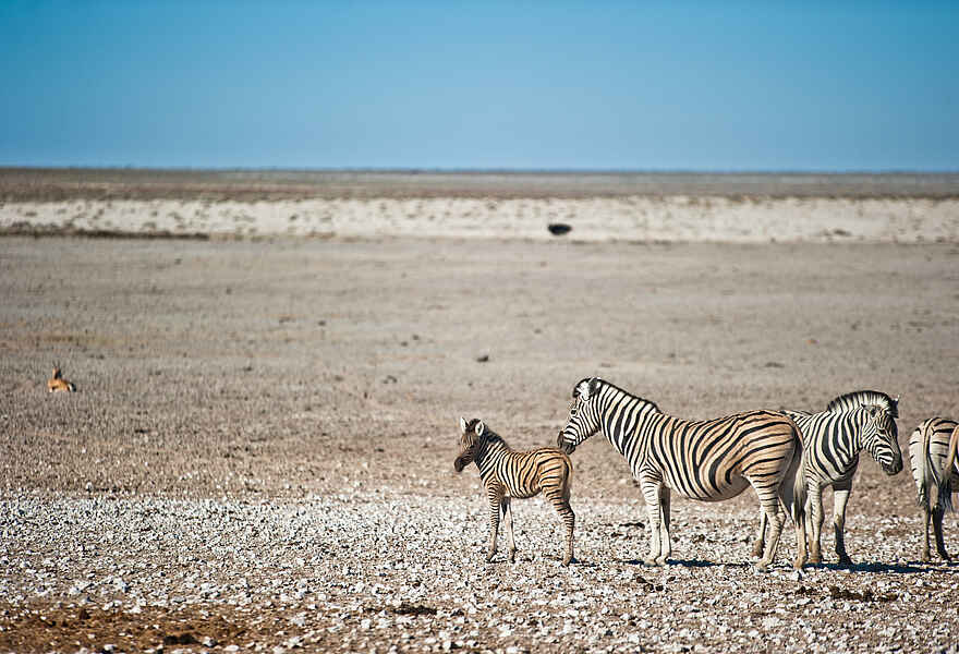 Etosha King Nehale: Eine kleine Zebraherde Etosha King Nehale: Eine kleine Zebraherde