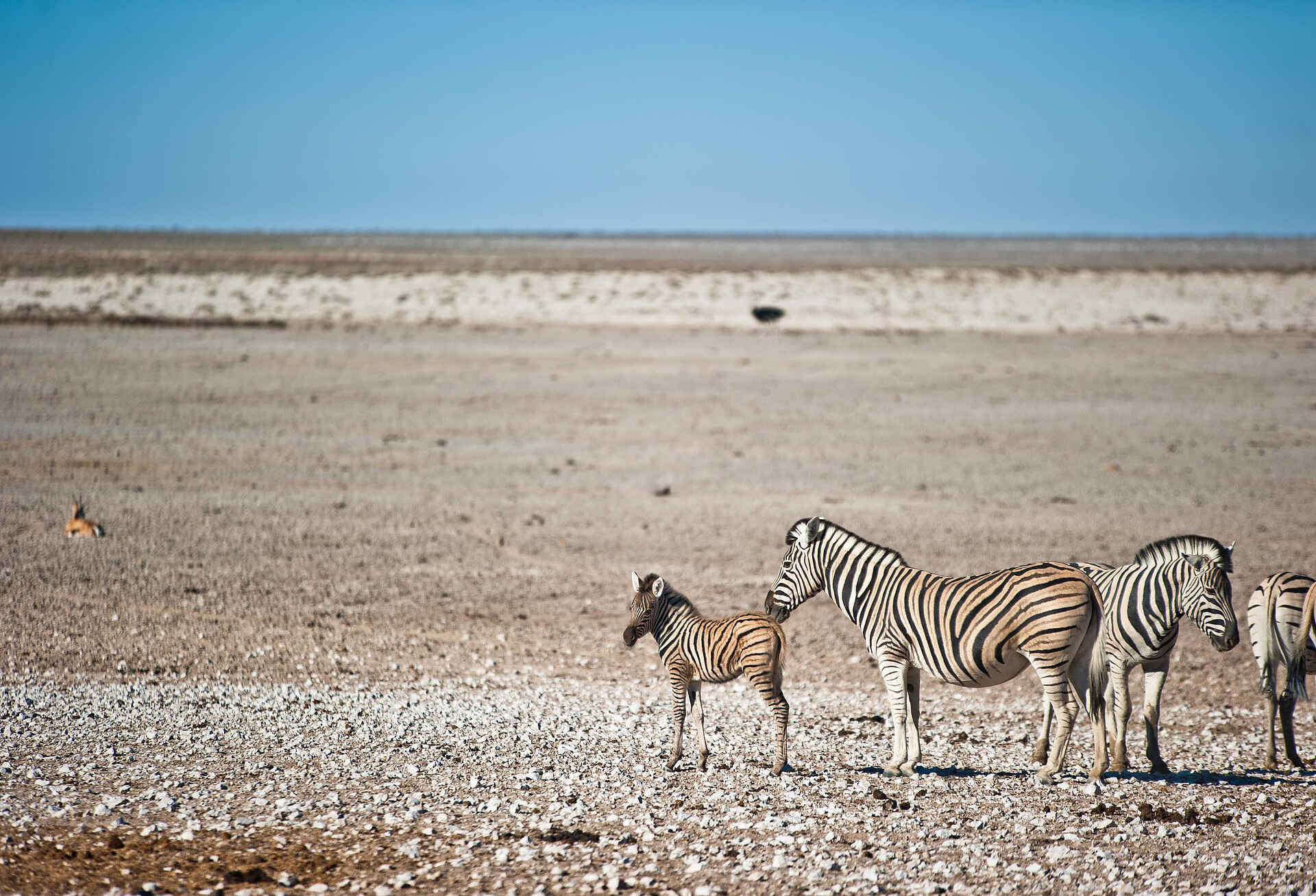 Etosha King Nehale: Eine kleine Zebraherde