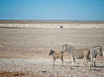 Etosha King Nehale: Eine kleine Zebraherde