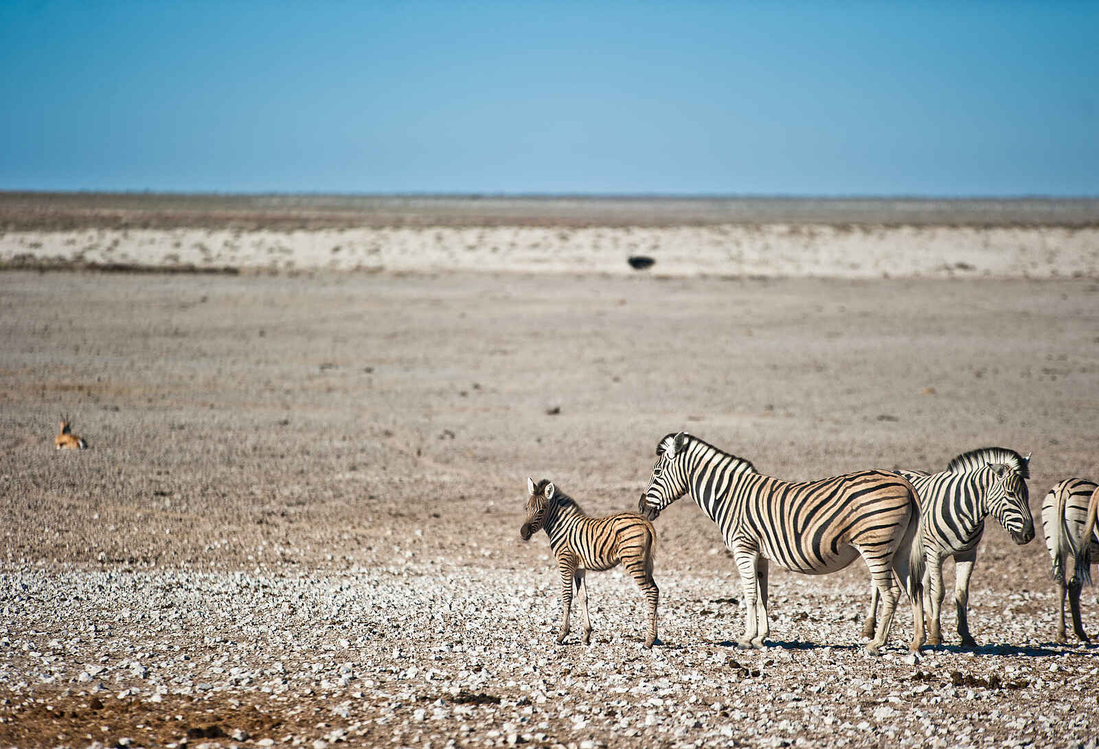 Etosha King Nehale: Eine kleine Zebraherde Etosha King Nehale: Eine kleine Zebraherde
