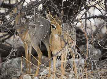 Etosha: Nachwuchs