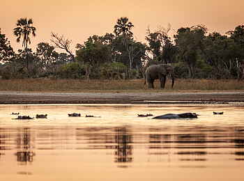 Gomoti Plains Camp: Elefanten und Hippos im Abendlicht
