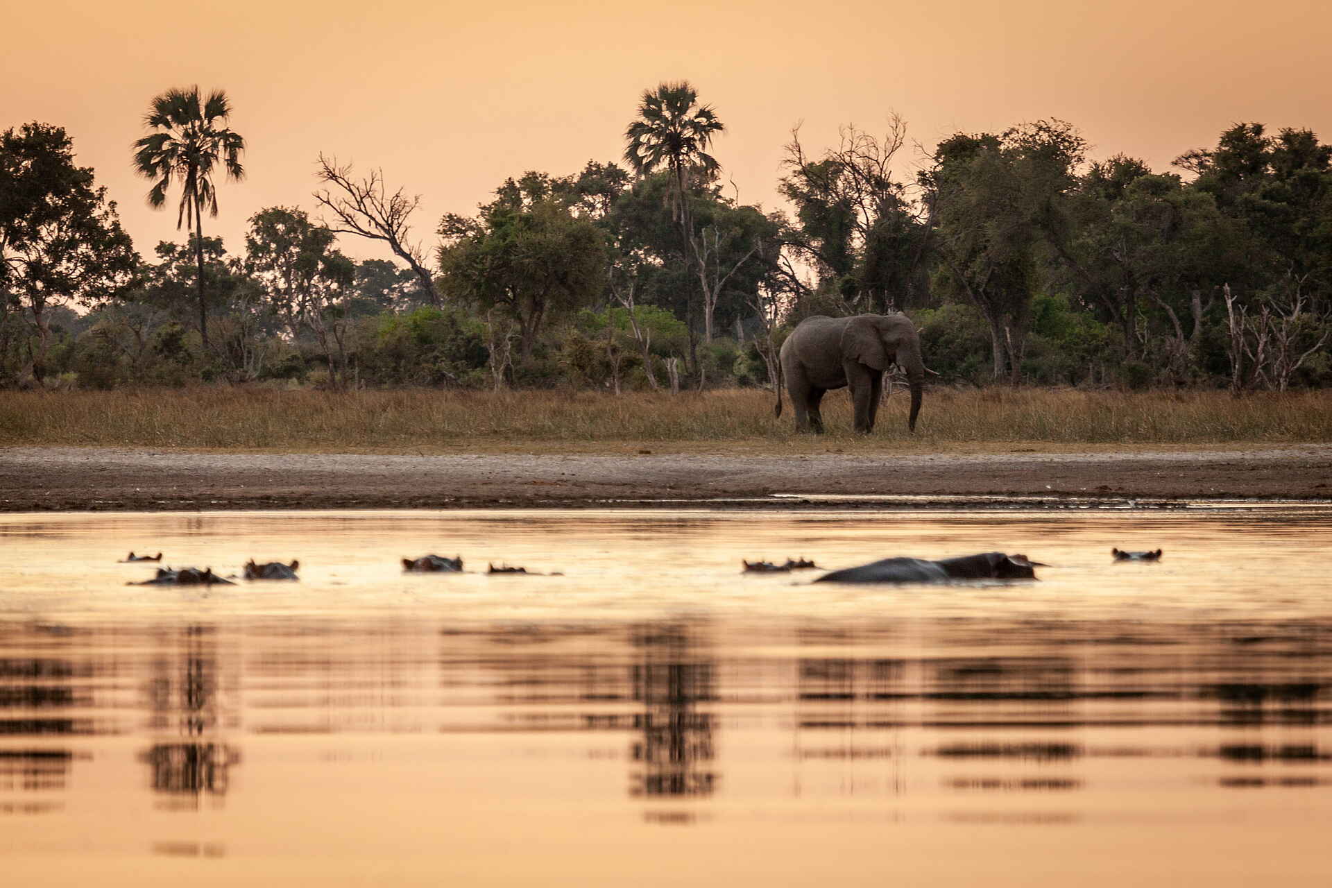 Gomoti Plains Camp: Elefanten und Hippos im Abendlicht