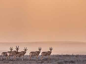 Governors' Mugie: Antilopen Governors' Mugie: Antilopen