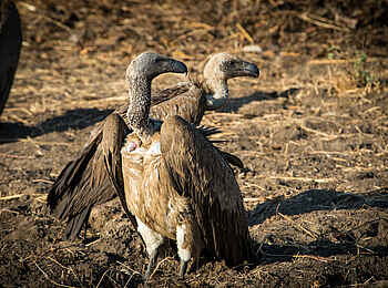 Great Tsau Hill Camp: Geier Great Tsau Hill Camp: Geier
