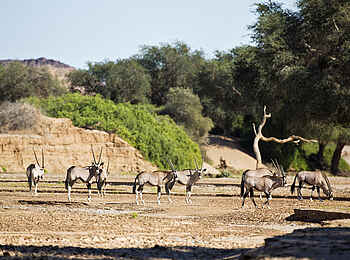 Hoanib Elephant Camp: Oryx Antilopen Hoanib Elephant Camp: Oryx Antilopen
