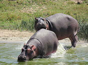 Kasenyi Safari Camp: Nilpferde am Ufer des Kazinga Channel