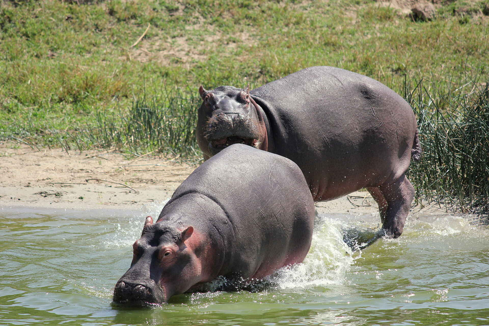 Kasenyi Safari Camp: Nilpferde am Ufer des Kazinga Channel