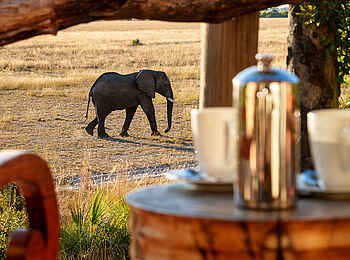 Kwetsani Camp: Elefant vor der eigenen Zeltsuite