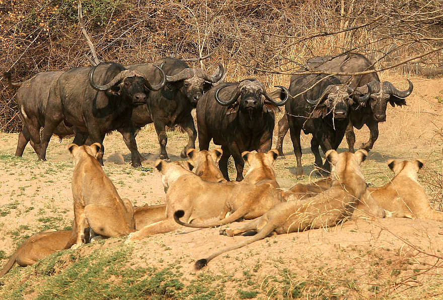 Last Waterhole Hide: Büffel und Löwen Last Waterhole Hide: Büffel und Löwen
