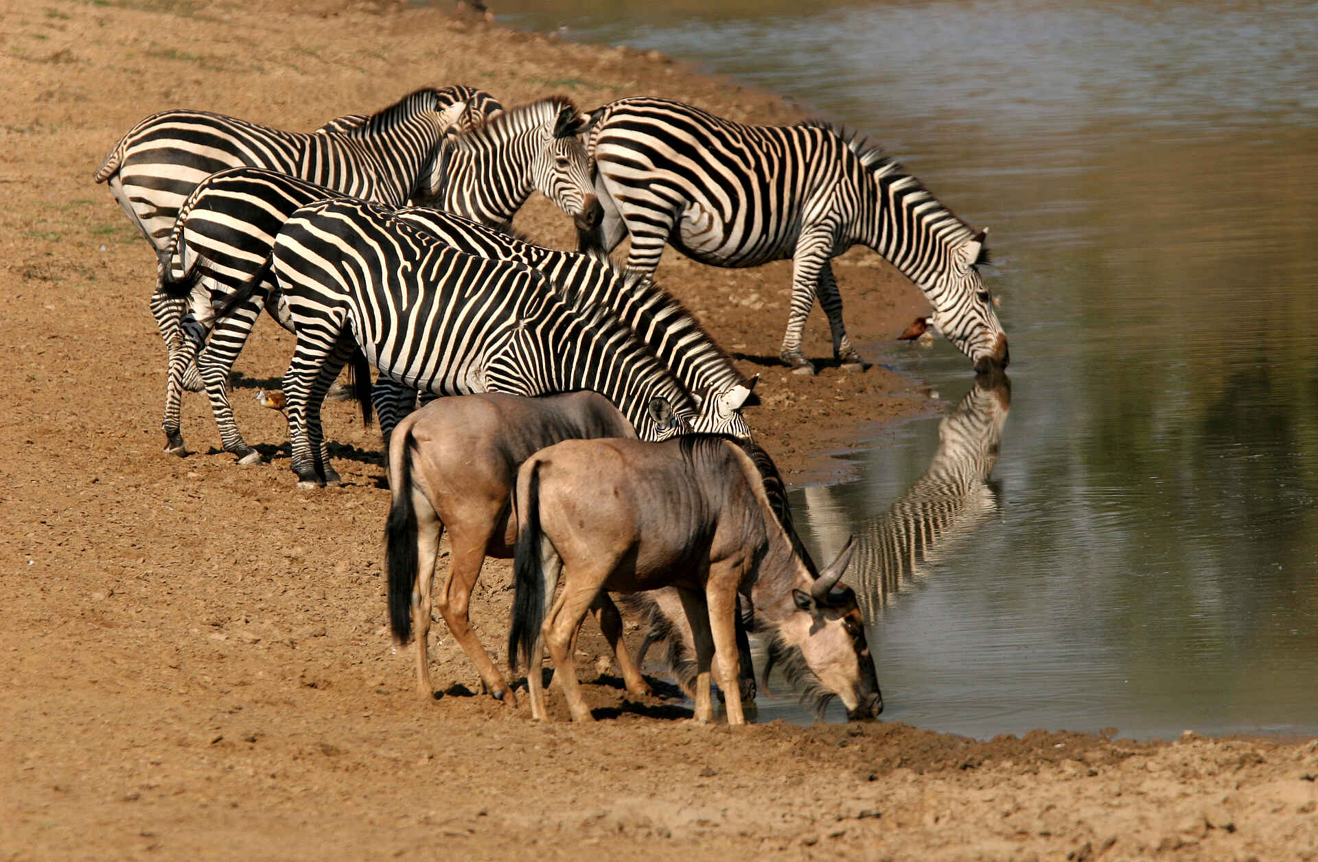Kaingo Camp: Zebras und Gnus Kaingo Camp: Zebras und Gnus