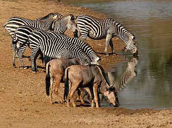 Kaingo Camp: Zebras und Gnus