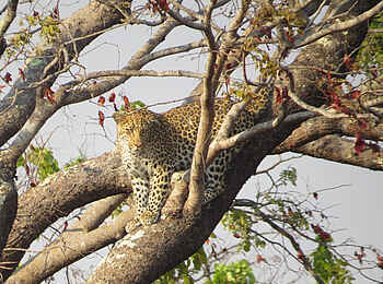 Leopard Lodge: Leopard im Baum