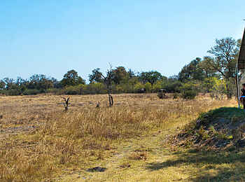 Little Machaba Camp: Die Wildtiere sind zum Greifen nahe am Gästezelt