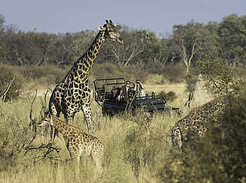 Little Tubu: Giraffen Little Tubu: Giraffen