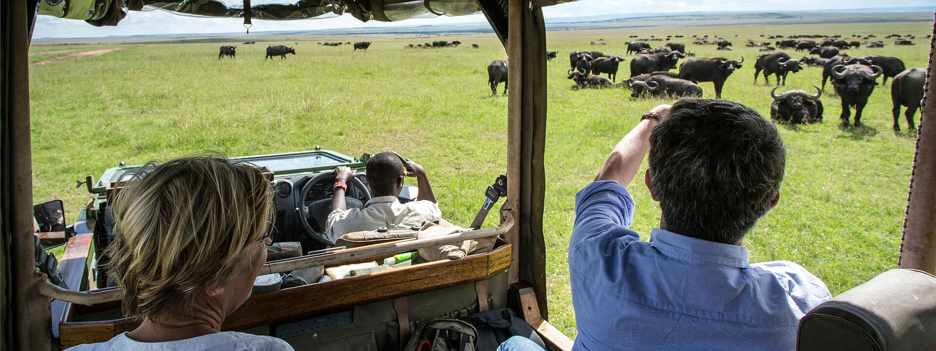 Eine Büffelherde ganz nah am Geländewagen